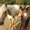 Dixie and Belle today